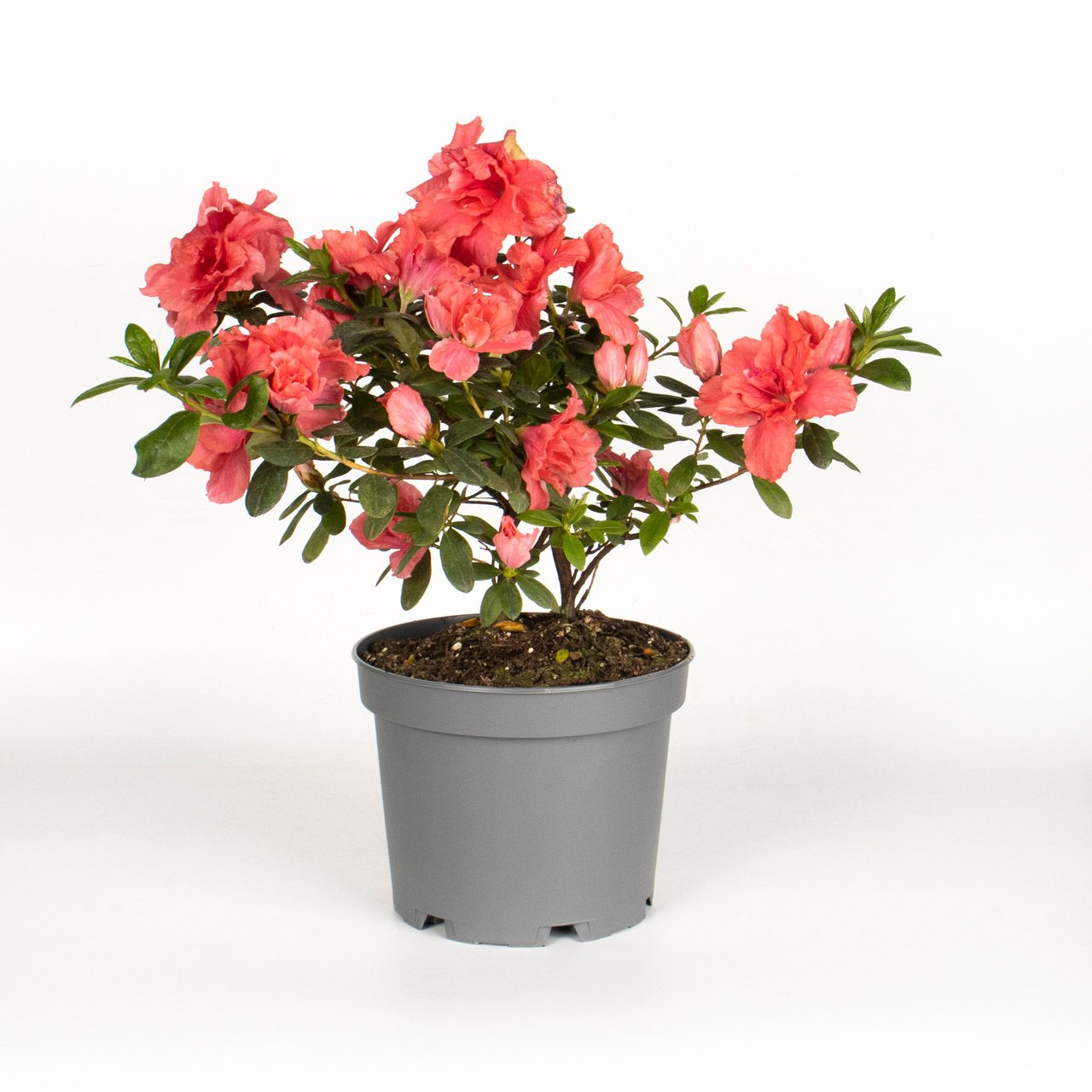 گلدان مدل پاچیرا